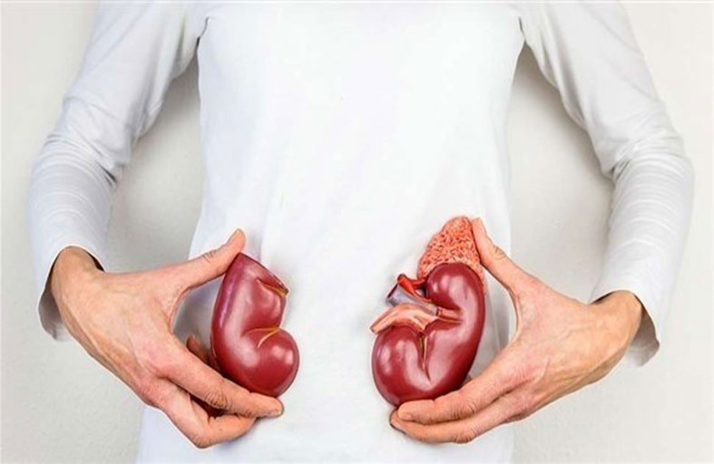 هرمونات المرأة حماية ضد إصابات الكلى الحادة