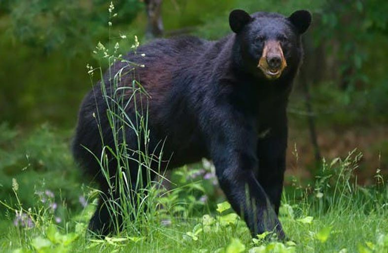 دب يخرب أبواب ونوافذ السيارات