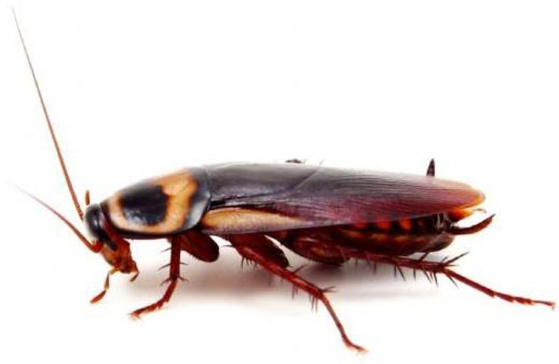 فائدة مدهشة لصوت الصرصار 