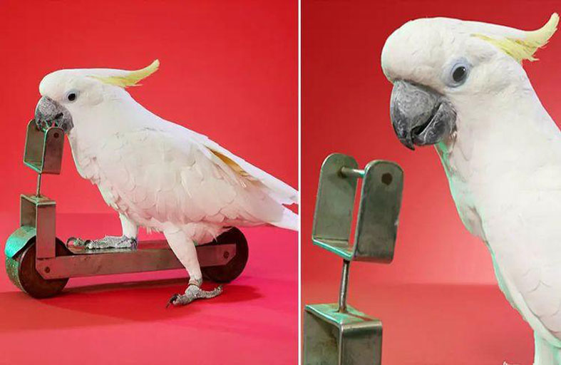 ببغاء يقود دراجة 