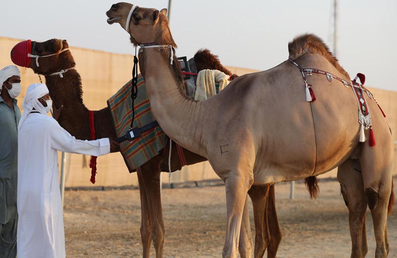 تتويج الفائزين بأشواط الصيد بالصقور للقرموشة والجير فروخ في مهرجان الظفرة 14