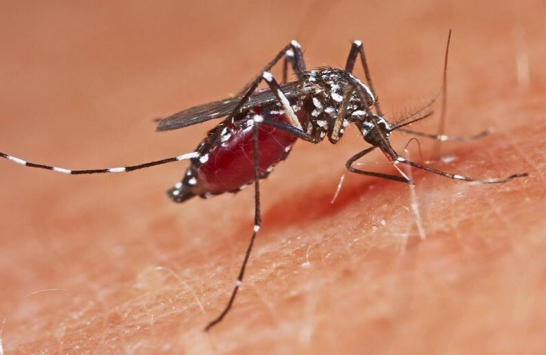 البعوض يهدد بانتشار فيروس قاتل جديد بين البشر