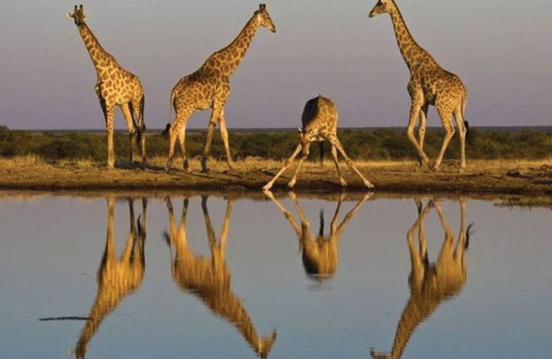 نقل 4 زرافات مهددة في النيجر إلى منطقة محمية