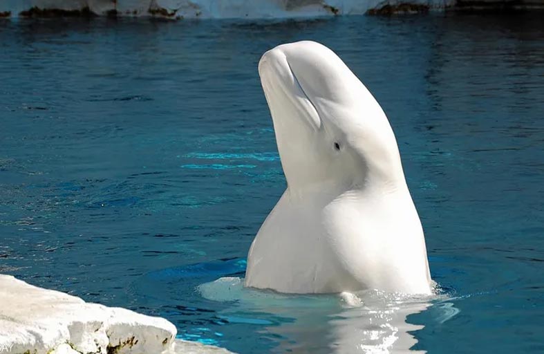 حوت تائه في نهر قرب باريس