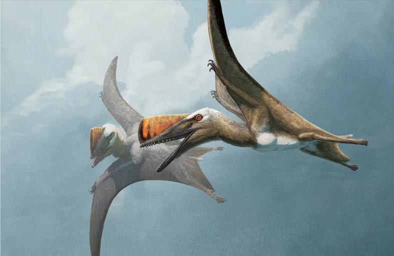 حفرية تكشف تاريخ زواحف طائرة عاشت قبل 147 مليون سنة