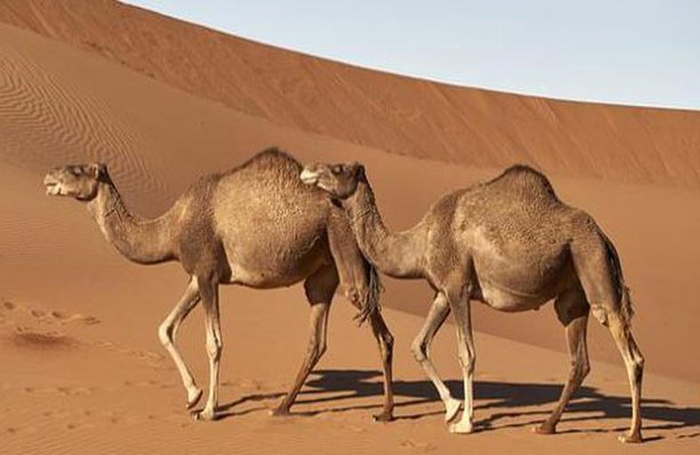 لماذا لا يعطش الجمل ؟.. دراسة تكشف السر