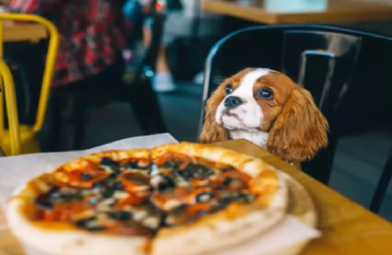 مطعم للكلاب في روما يستهوي رواده