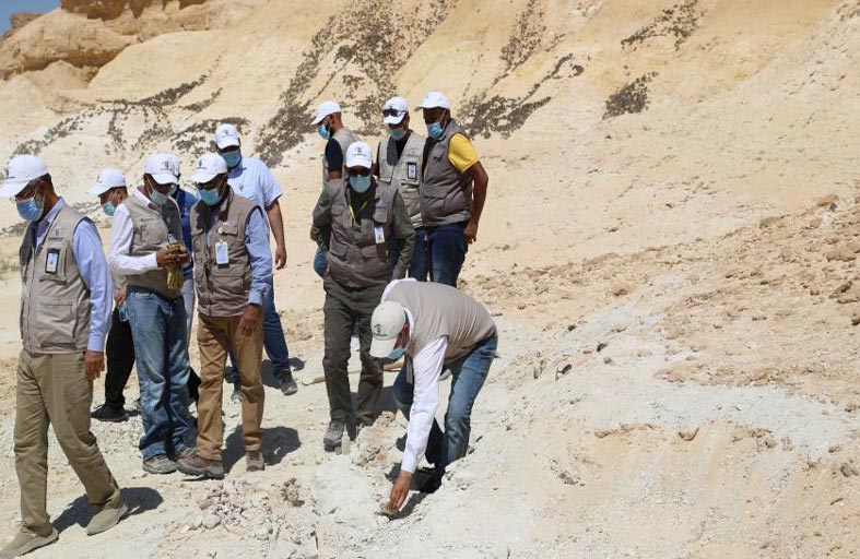 بقايا حوت منقرض منذ 37 مليون سنة