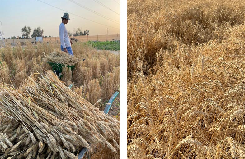 قمح الإمارات مبادرة وطنية تنتج أكثر من 80 طنا في كافة أنحاء الدولة