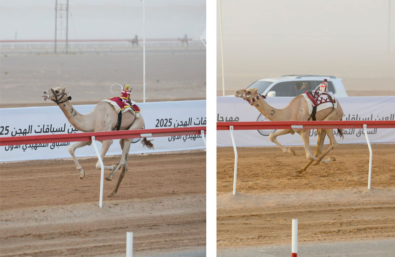 «متعبة» و «مياس» يتألقان في أشواط اللقايا بمهرجان العين للهجن