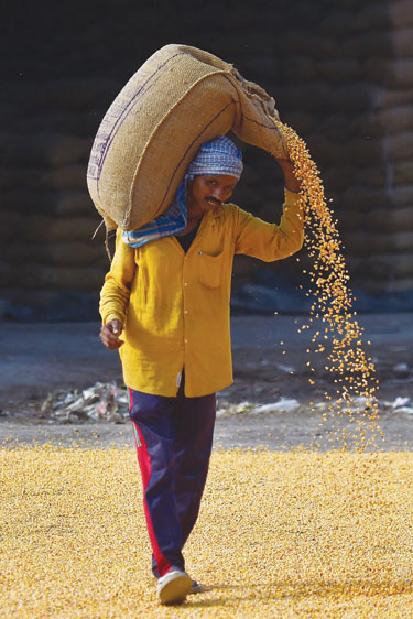 عامل يحمل كيسًا من حبوب الذرة في سوق حبوب بالجملة في جالاندهار.  ا ف ب