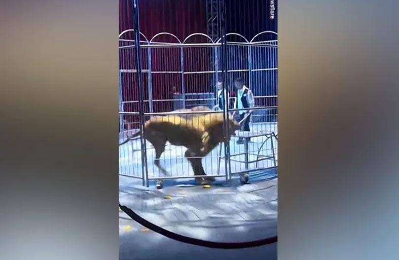 الأسود هربت من السيرك وهذا ما حدث 