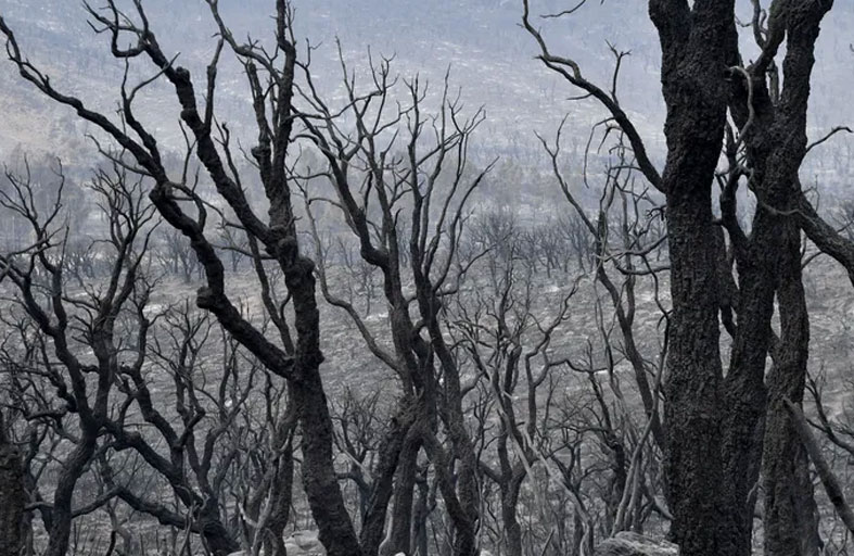 قضية هزت الجزائر.. كواليس الحكم بإعدام 48 شخصا