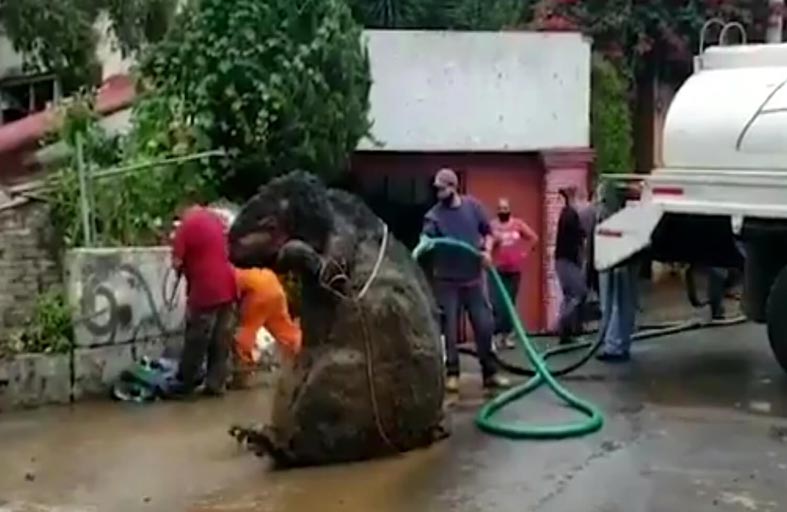 جرذ عملاق بحجم سيارة