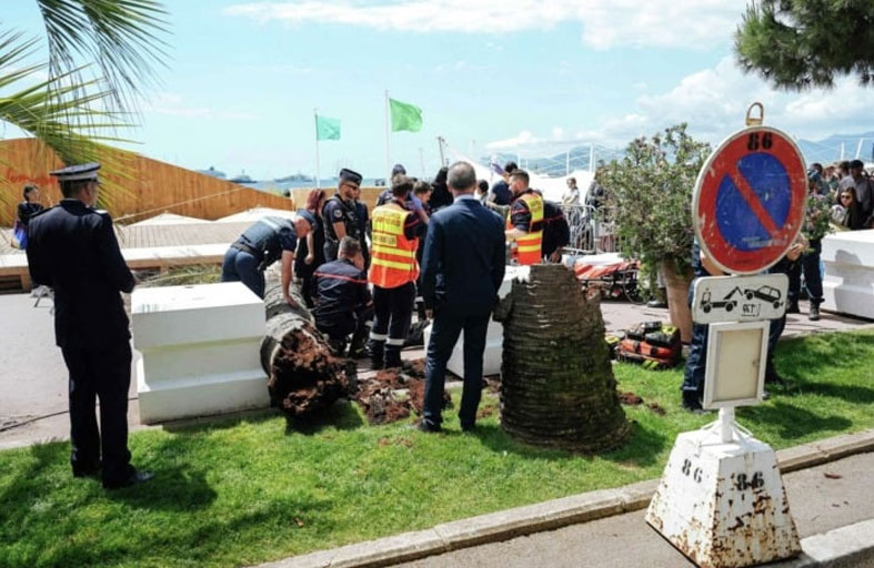 سقوط نخلة فوق مُنتج خلال مهرجان كان السينمائي