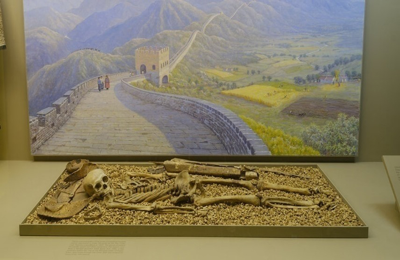 أعرق متحف في نيويورك يزيل جميع الرفات البشرية من العرض