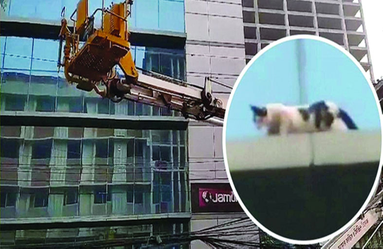 إنقاذ قطة علقت ليومين على ناطحة سحاب