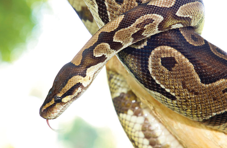 11 نوعاً من الأفاعي في حديقة الحيوان بالعين