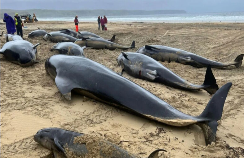 نفوق 55 حوتا بعد جنوحها على الشاطئ 