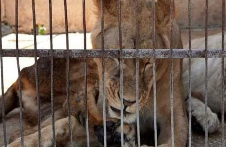 لبؤة تنهش طفلا.. تفاصيل مرعبة 