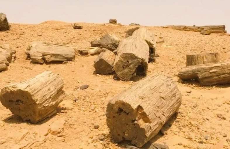 كنز «الغابة المتحجرة» يواجه خطرا كبيرا في السودان