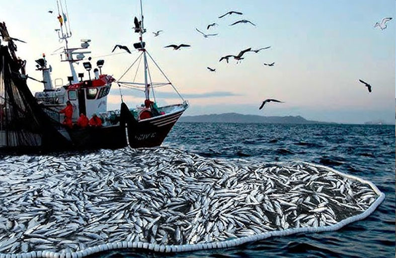 الفاو: 35 % من المخزون السمكي العالمي يتم صيده بشكل غير مستدام
