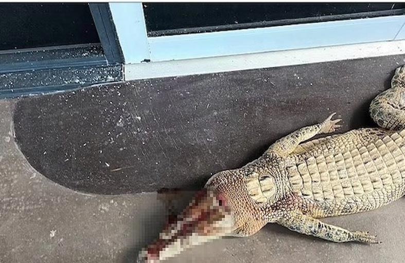 يقتل تمساحيه الأليفين فيخضع للتحقيق