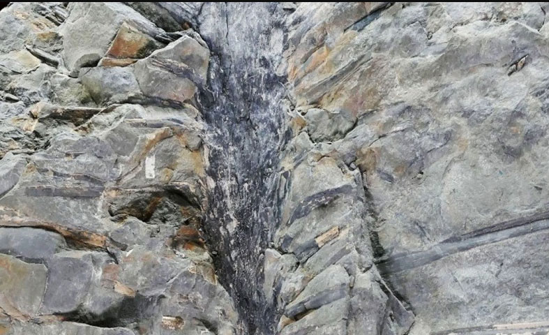 العثور على حفرية لشجرة غريبة من عصر ما قبل الديناصورات