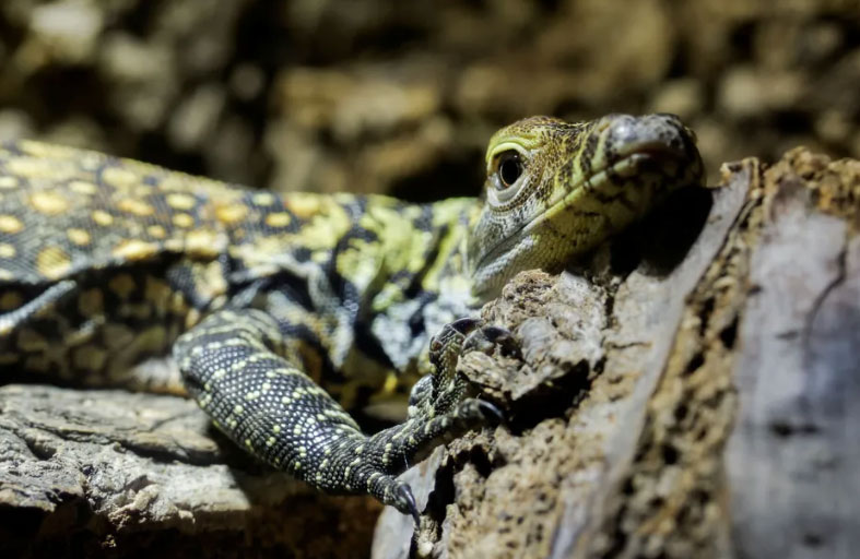 نجاح عملية تكاثر لأكبر سحلية بالعالم