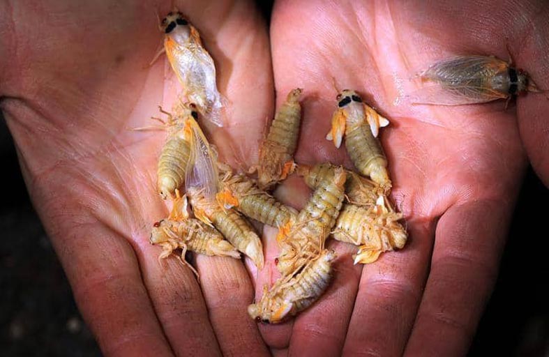 حشرات طائرة حمراء العين.. غزو مخيف و علامة إيجابية