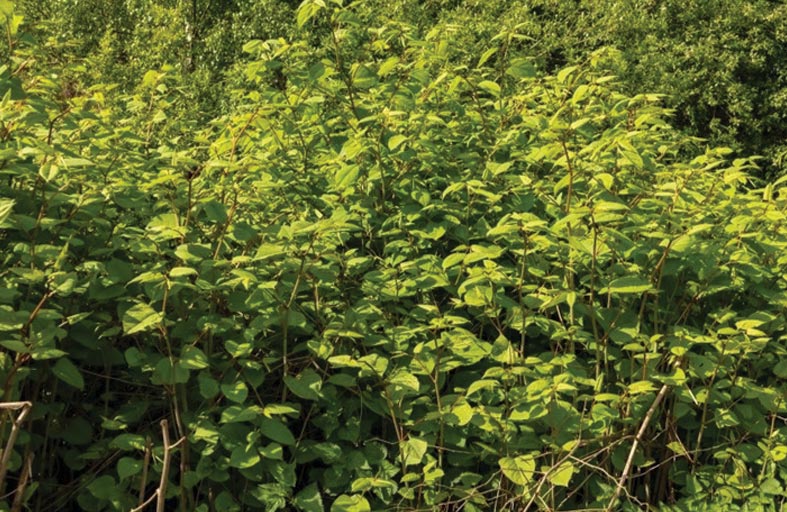 نبات ياباني يتسبّب بهبوط العقارات في أمريكا