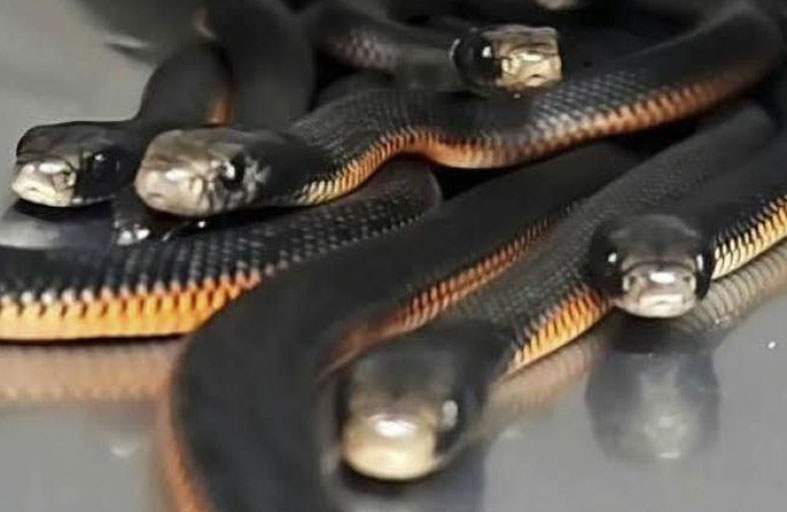 يحاول تهريب زواحف بالمطار 