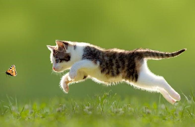 من أول البشر الذين صادقوا القطط؟