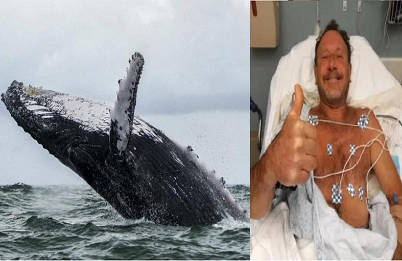 الحوت الأحدب يبتلع غواصاً