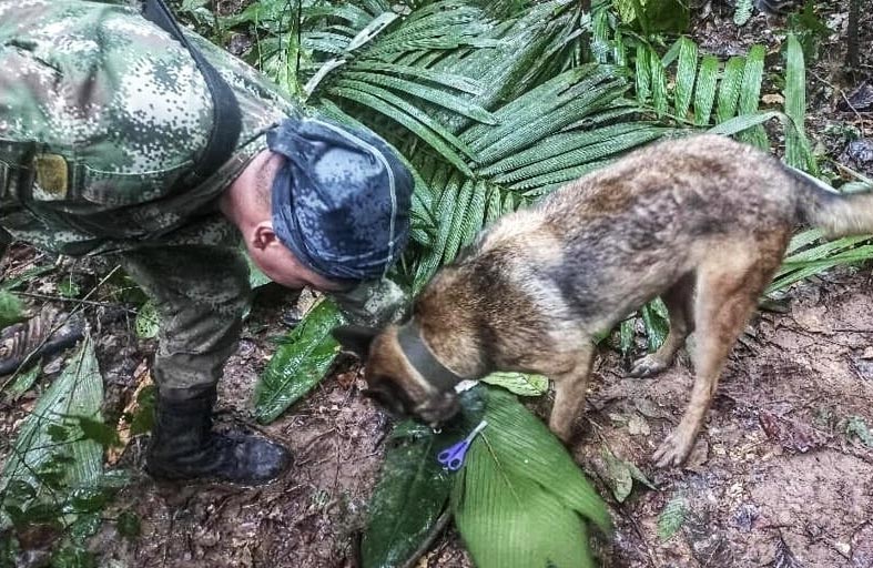 نجاة 4 أطفال بعد أسبوعين من تحطم طائرة 