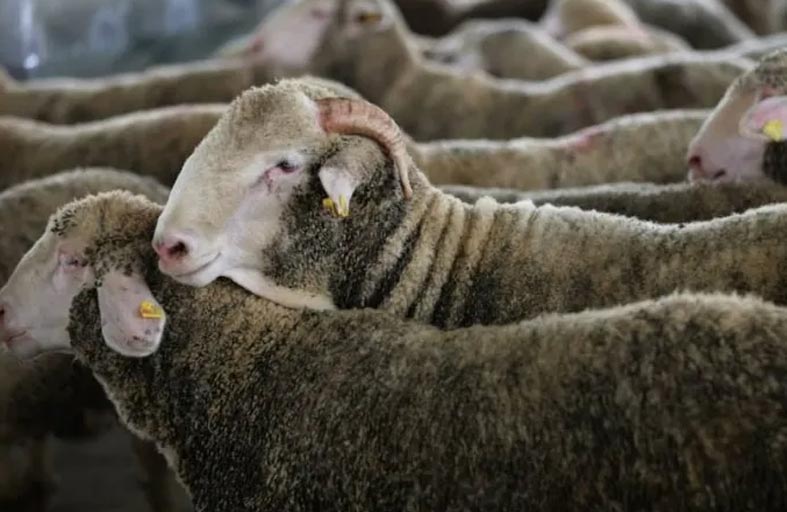 مدرسة فرنسية تسجل 4 أغنام في صفوفها