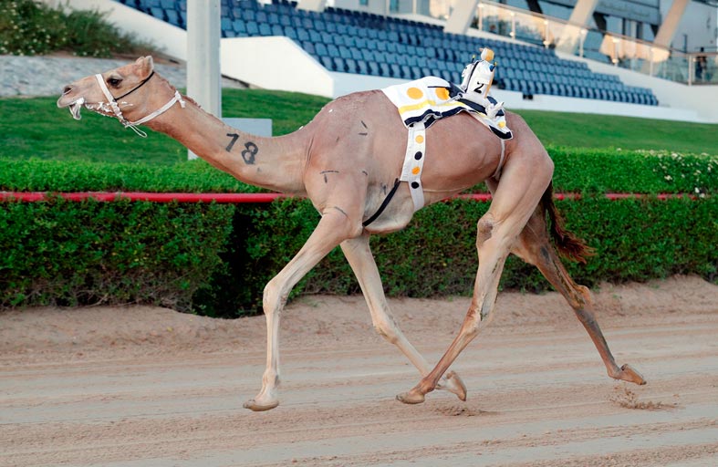 «اليذاع أبناء القبائل» تبدع في ختام الجولة الثانية لتمهيدي المرموم