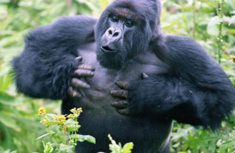 دراسة: ذكر الغوريلا يقرع على صدره لجذب الإناث