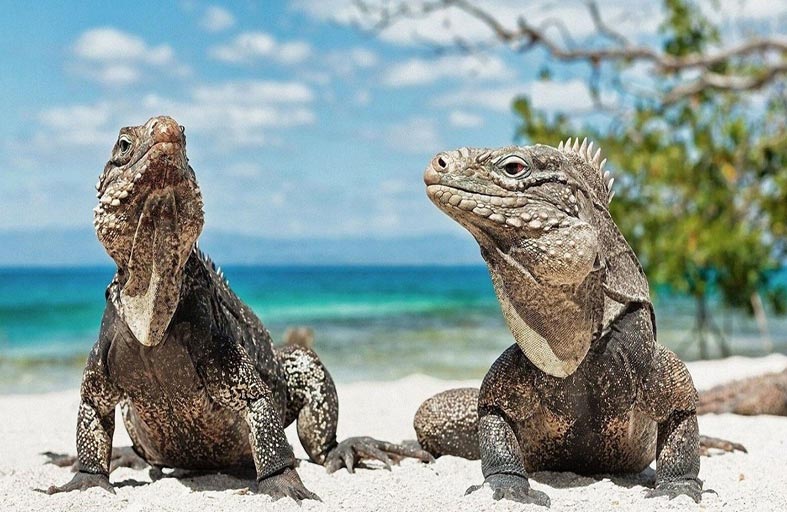 خُمس أنواع الزواحف مهددة بالانقراض