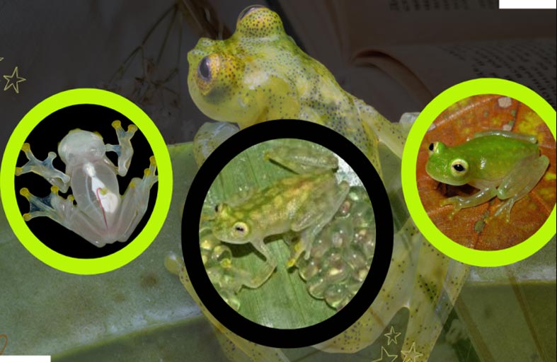 علماء يفكون لغز الضفدع الشفاف