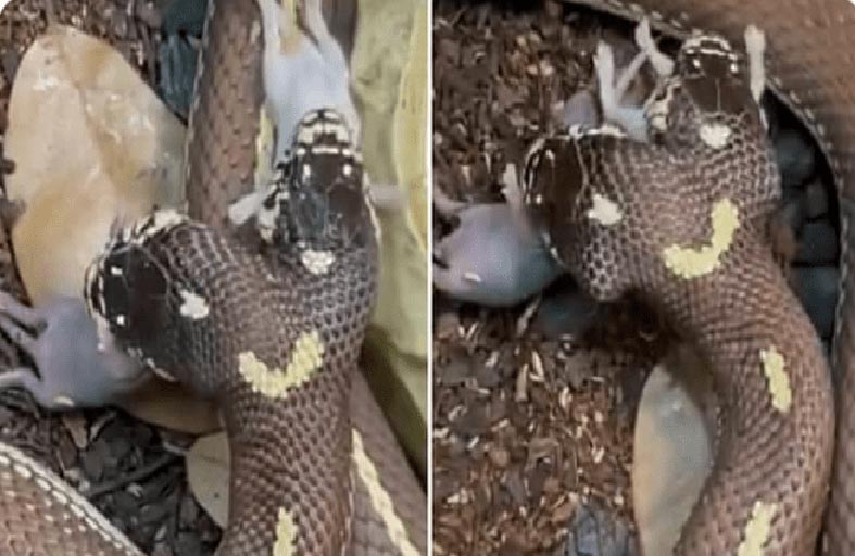 ثعبان برأسين يلتهم فأرين بذات الوقت