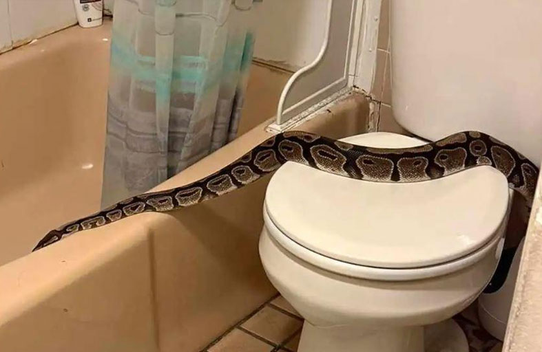 يتفاجأ بثعبان ضخم داخل حمام منزله 