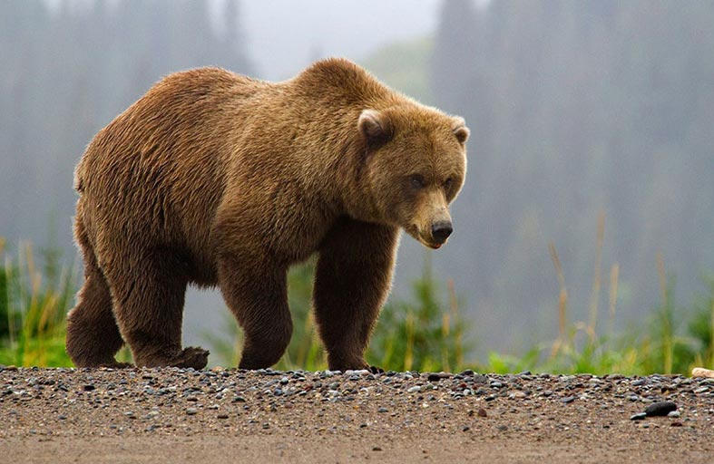 دب يمزق ثلاثة أشخاص 