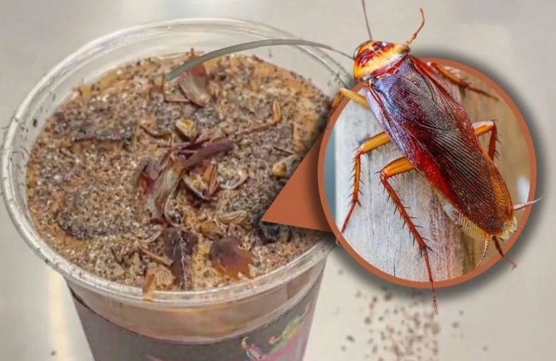 قهوة بالصراصير