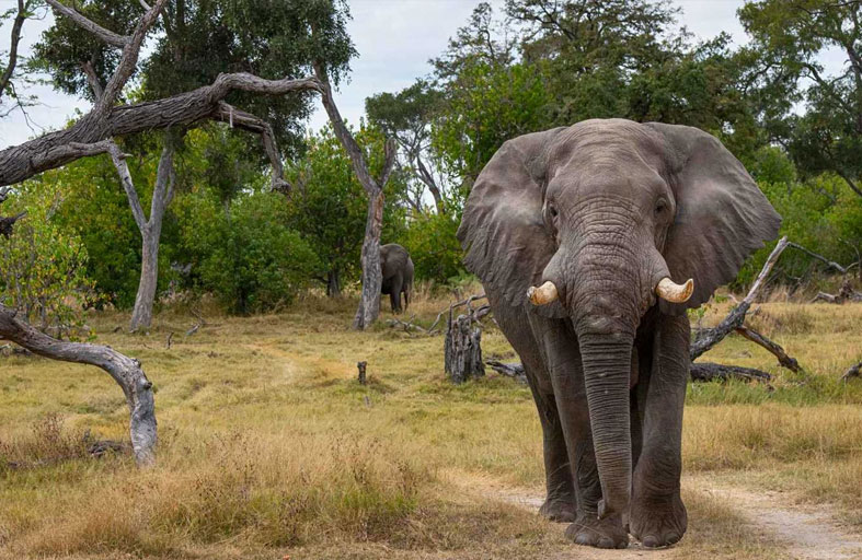 فيل صغير يغازل مربيته