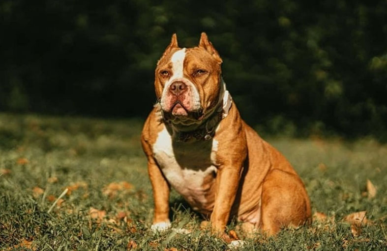 كلب يقتل رضيعا بهجوم عنيف