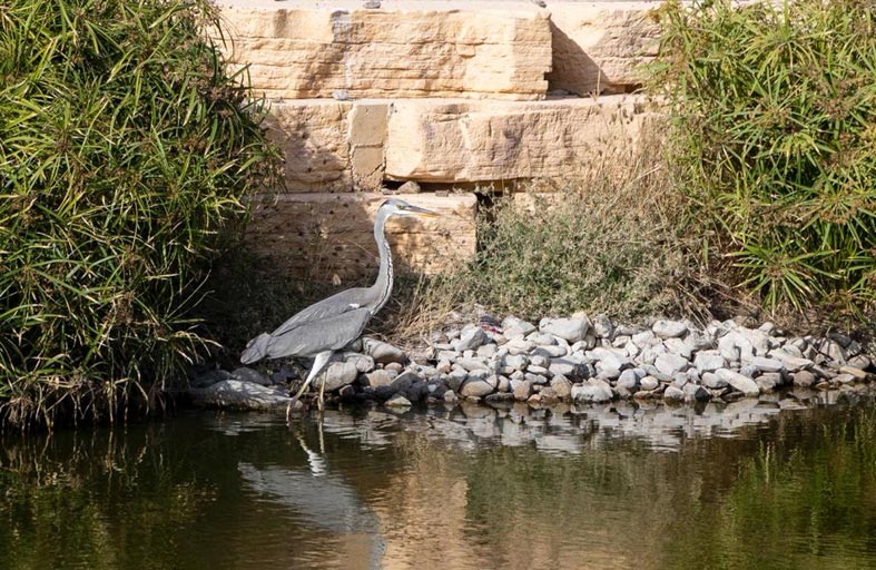 المدينة المستدامة بدبي تحتفي بالتنوع البيئي 