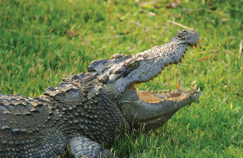 إليك الحقيقة وراء «دموع التماسيح»