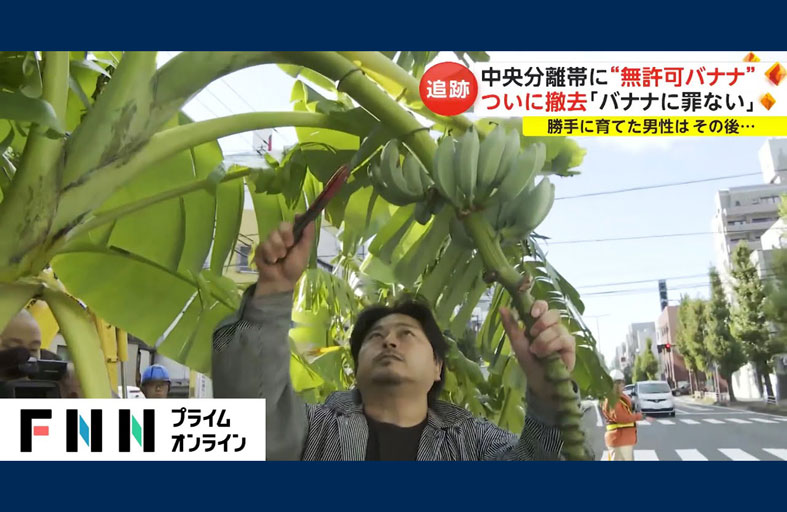 مهدد بالسجن بسبب زراعة الموز في الشارع