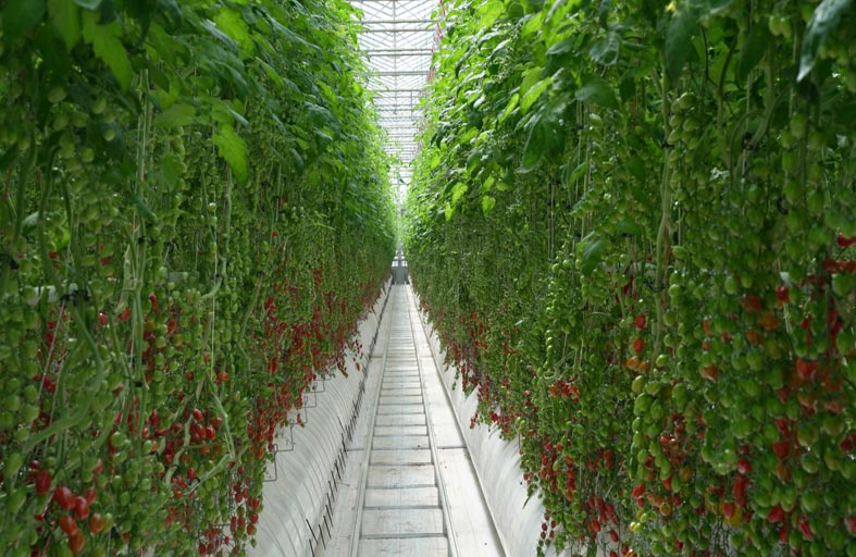 بيور هارفست للمزارع الذكية تبرم شراكة مع «الظاهرة» عبر الاستحواذ على حصة شركة «بايوا»